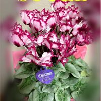 シクラメン,シクラメン,杏仁豆腐♡,台湾料理＊,油淋鶏☆の画像