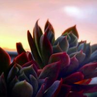 ブラッドブリアナ,M's Succulent Memories,多肉植物,朝焼け,Love & Peaceの画像