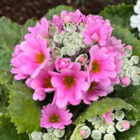 イベリス,プリムラマラコイデス,平和を願う☆,いつまでも友達でいよう♡,玄関アプローチの画像