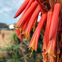 アロエ,ガザニア,ナノハナの画像