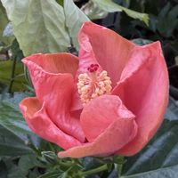 オキザリス,ハイビスカス,オキザリス パーシーカラー,キンズ,モヒート(エケベリア)の画像