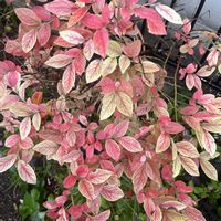 ブルーベリー,紅葉（こうよう）,元気もらえる,お花のある暮らし,笑って咲く花の画像