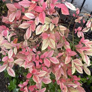 ブルーベリー,紅葉（こうよう）,元気もらえる,お花のある暮らし,笑って咲く花の画像