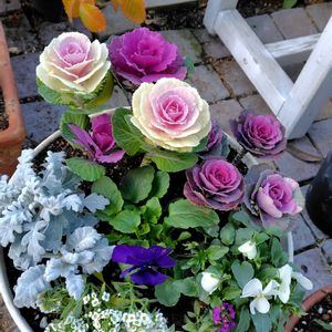 アリッサム,シロタエギク,葉牡丹（はぼたん）,寄せ植え,パンビオの画像