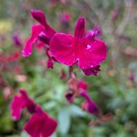 サルビアの画像