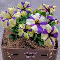 ペチュニア,ペチュニア　シェイク,ガーデニング,きれい,マイガーデンの画像