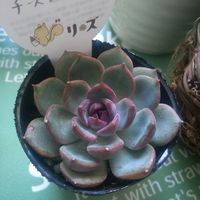 リトープス,スノーボール錦,多肉植物,多肉大好き,癒されるの画像
