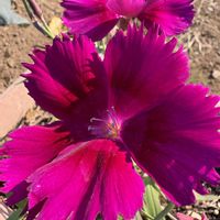 プランター,畑の画像