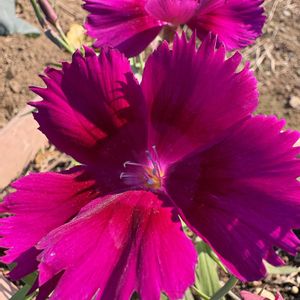 プランター,畑の画像