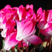 シクラメン,ガーデンシクラメンジックス,花のある暮らし,緑のある暮らし,廊下の画像