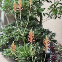 アロエ,かわいいな♡,花のある暮らし,お花が好き♡,今日のお花の画像