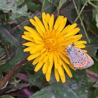 タンポポ,タンポポ,メタセコイア,メタセコイア,ブタナの画像