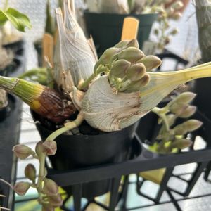 花芽,洋ラン,つぼみ,タケノコ蘭,チームタケノコの画像