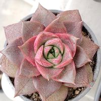 紅葉,大和錦,多肉植物,初心者,ダイソー産の画像