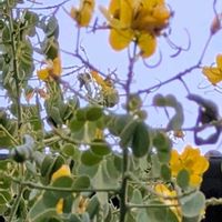 エニシダの画像