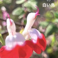 宿根草,チェリーセージ ホットリップス,チェリーセージいちごミルク,サルビアミクロフィラホットリップス,ハーブの画像