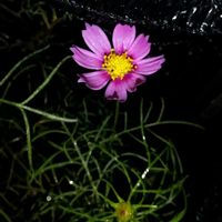 コスモスの画像