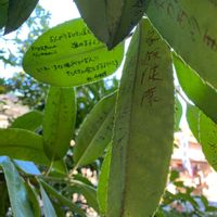 タラヨウ,タラヨウ,癒される,花のある暮らし,八幡神社の画像