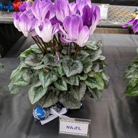 シクラメン,花のある暮らし,姫路手柄山温室植物園,花いろいろ,お花の癒しの画像