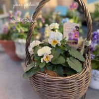 パンジ－,パンジー シエルブリエ,ベランダガーデン,ガーデニング,ベランダガーデニングの画像