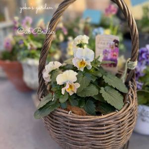 パンジ－,パンジー シエルブリエ,ベランダガーデン,ガーデニング,ベランダガーデニングの画像