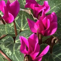 シクラメン,中島みゆき糸つながり,とにかくGS 楽しもう！の画像