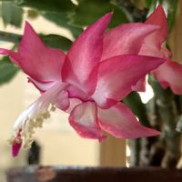 花のある暮らし,猫大好き,玄関内側の画像