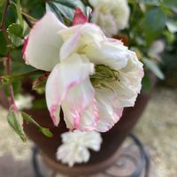 ミニバラ・グリーンアイス,花のある暮らし,緑のある暮らし,小さな幸せ♡,バラ・ミニバラの画像