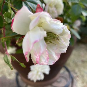 ミニバラ・グリーンアイス,花のある暮らし,緑のある暮らし,小さな幸せ♡,バラ・ミニバラの画像