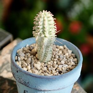 ベランダガーデニング,多肉植物のある暮らし,癒し…♡,可愛い❤,自作リメ鉢の画像