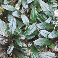 アジュガ,アジュガ　チョコレートチップ,ガーデニング,グランドカバー,ネコ好きの画像