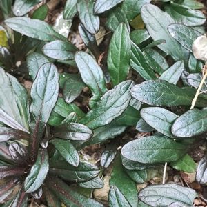 アジュガ,アジュガ　チョコレートチップ,ガーデニング,グランドカバー,ネコ好きの画像