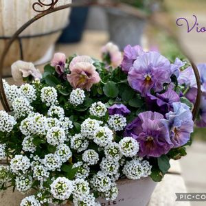 アリッサム,パンジー シエルブリエ,ビオラ　アイクルール,寄せ植え,癒しのお花の画像