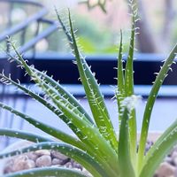 アロエ,ハオルチオイデス,アロエ ハオルチオイデス,多肉植物,クリスマスの画像