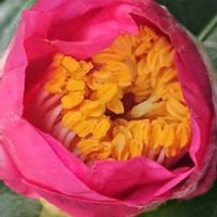 サザンカ,サザンカ,椿,椿,花のある暮らしの画像