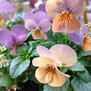 花のある暮らし,平和を願う,しぞーか勢,おうち園芸,武器ではなく花をの画像