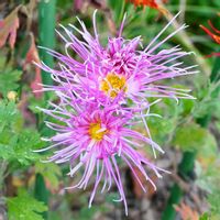 キク,サガギク,嵯峨菊,きく  菊,ピンクの花の画像