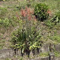 アロエ,花のある暮らし,今日のお花,遊びゴコロ,チーム愛知の画像
