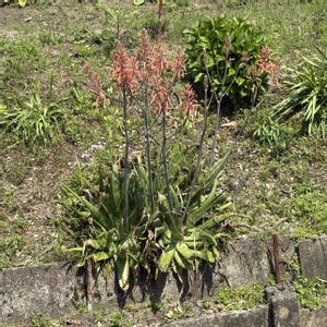 アロエ,花のある暮らし,今日のお花,遊びゴコロ,チーム愛知の画像