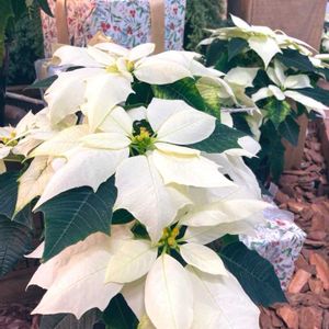 ポインセチア,クリスマスツリー,グリランチの画像