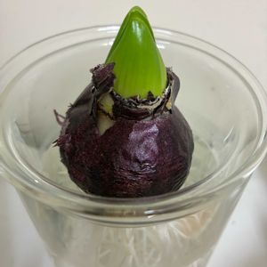 ヒヤシンス 水耕栽培の画像