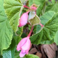 クレマチス,クレマチス,千日紅（センニチコウ）,千日紅（センニチコウ）,秋海棠（シュウカイドウ）の画像