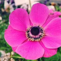 観葉植物,はなはな,花のある暮らし,花の写真,花のある生活の画像