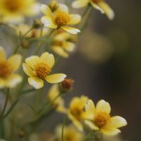 ウィンターコスモス,ガーデニング,花いろいろ,癒しの花,ミラーレス一眼の画像