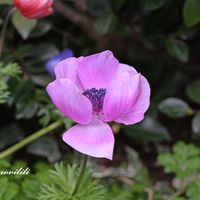 アネモネ,マクロレンズ,お出かけ先にて,ミラーレス一眼,大阪ステーションシティの画像