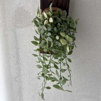 ディスキディア,ディスキディア,ディスキディアの画像