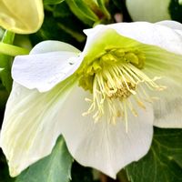 クリスマスローズ,おひさまの画像