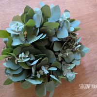 ユーカリ ポポラス,ユーカリグニー,リース,no green no life,植中毒の画像