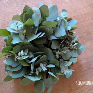 ユーカリ ポポラス,ユーカリグニー,リース,no green no life,植中毒の画像