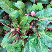 クリスマスローズ,花のある暮らし,週末ガーデナー,みどりのある暮らし,おうち園芸の画像